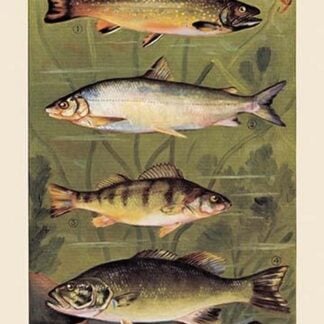 Freshwater Fish