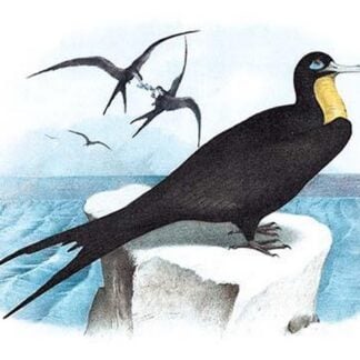 Frigate (Man-of-War Bird) by Theodore Jasper