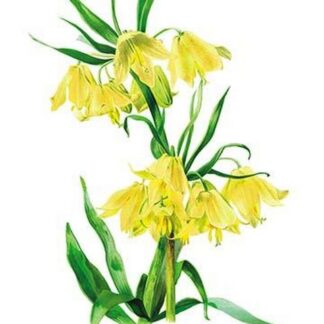 Fritillaria Askabadensis by H.G. Moon