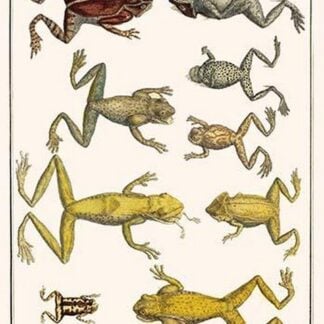 Frogs by Albertus Seba