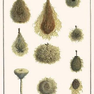 Fruit Skeletons by Albertus Seba