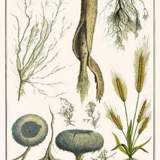 Fruit Skeletons by Albertus Seba