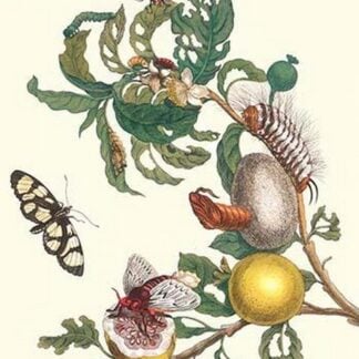 Fruiting Guava and Stinging Caterpillar by Maria Sibylla Merian