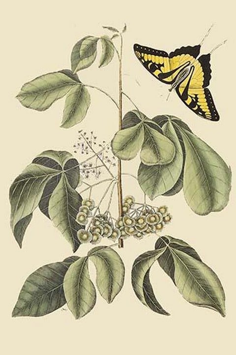 Frutex Virginianus & Caudatus Maximus Butterfly by Mark Catesby