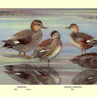 Gadwall and Coues's Gadwall Ducks by Louis Agassil Fuertes