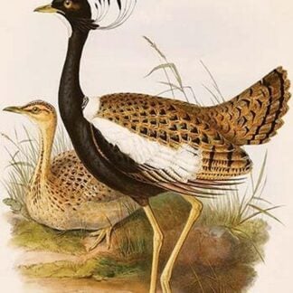 Gadwell Duck by John Gould