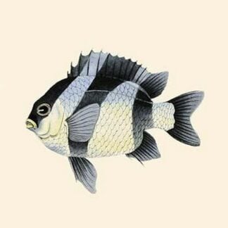 Gal-Handah by John Whitchurch Bennett