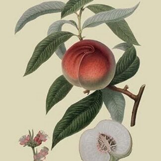 Galande Peach by William Hooker #2