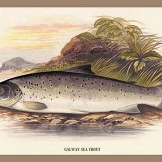 Galaway Sea Trout by A.F. Lydon