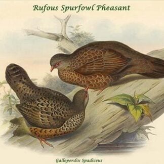 Galloperdix Spadiceus - Rufous Spurfowl Pheasant by John Gould