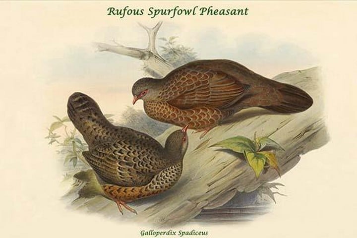 Galloperdix Spadiceus - Rufous Spurfowl Pheasant by John Gould