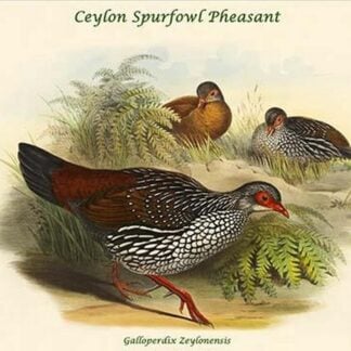 Galloperdix Zeylonensis - Ceylon Spurfowl Pheasant by John Gould