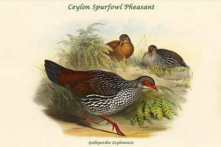 Galloperdix Zeylonensis - Ceylon Spurfowl Pheasant by John Gould