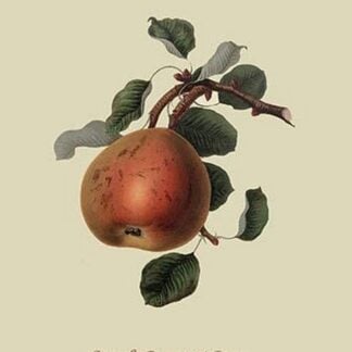 Gansel's Bergamot Pear by William Hooker #2
