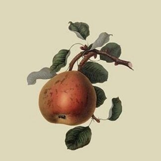 Gansel's Bergamot Pear by William Hooker