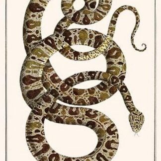 Garden Tree Boa from Paraguay