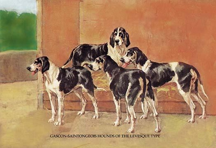 Gascon-Saintongeois Hounds of the Levesque Type by Thomas Ivester Lloyd