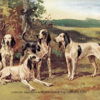 Gascon-Saintongeois Hounds of the Virelade Type by Baron Karl Reille