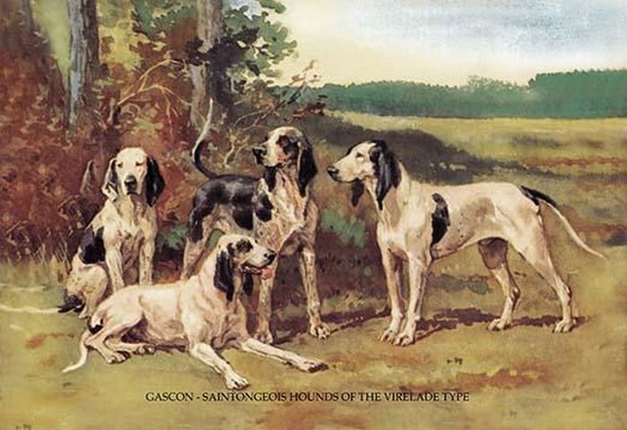 Gascon-Saintongeois Hounds of the Virelade Type by Baron Karl Reille