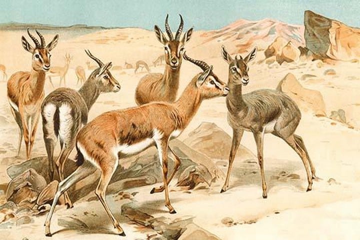 Gazelles by Friedrich Wilhelm Kuhnert