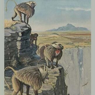 Gelada Baboon by Louis Agassiz Fuertes #2