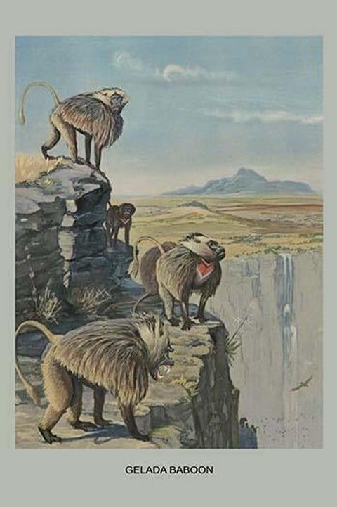 Gelada Baboon by Louis Agassiz Fuertes #2