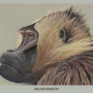 Gelada Baboon by Louis Agassiz Fuertes