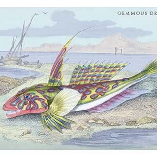 Gemmous Dragonet by Robert Hamilton