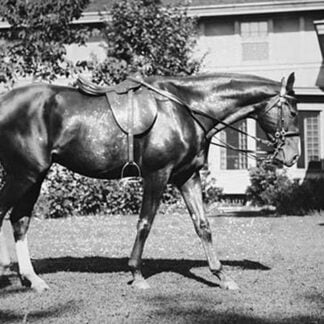 General Pershing's Horse Quidron