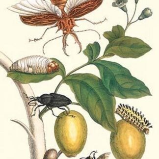 Genip Tree with Palm Weevil