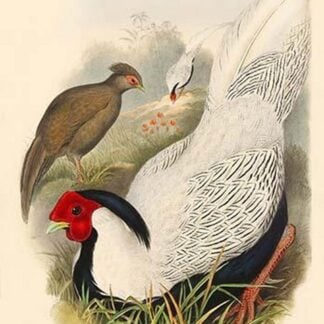Gennaeus Nycthemerus - Pencilled Pheasant by John Gould
