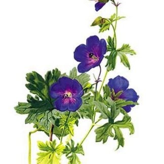 Geranium Grandiflorum by H.G. Moon
