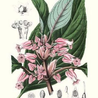 Gesnera by Louis Benoit Van Houtte