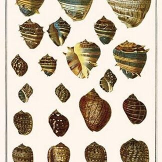 Giant African Snails