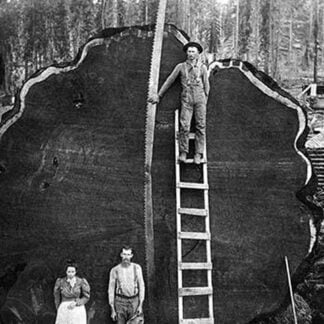 Giant Sequoia Log
