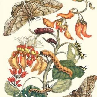 Giant Silk Moth on a Purple Coral Tree by Maria Sibylla Merian