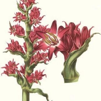 Giant Spear Lily by Louis Benoit Van Houtte