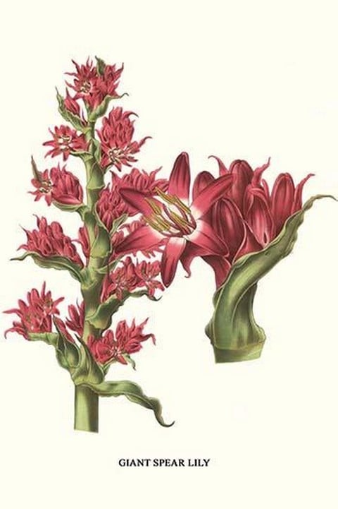 Giant Spear Lily by Louis Benoit Van Houtte