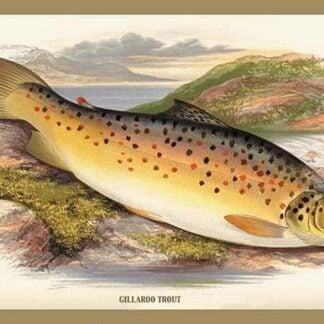 Gilaroo Trout by A.F. Lydon