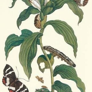 Ginger Plant with a Giant Sugar Cane Borer by Maria Sibylla Merian