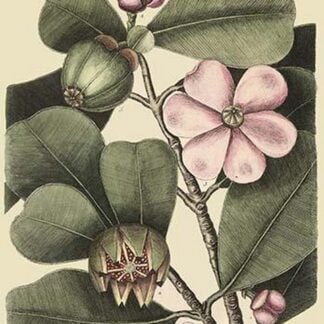 Ginseng or Balsam Fir by Mark Catesby
