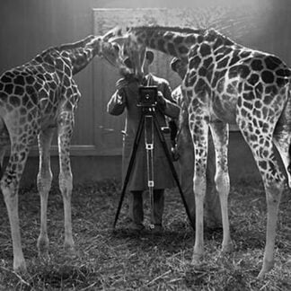 Giraffes Marvel at the Camera