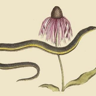 Glass Snake by Mark Catesby