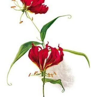 Gloriosa Rothschildiana by H.G. Moon