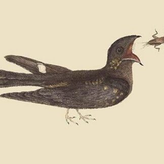 Goat-Sucker of Carolina by Mark Catesby