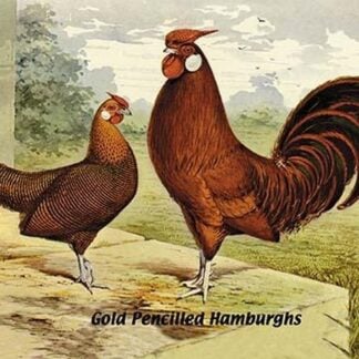 Gold Pencilled Hamburghs