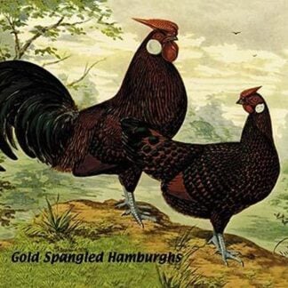 Gold Spangled Hamburghs