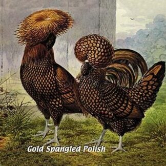 Gold Spangled Polish (Chickens)