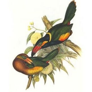 Golden Collared Toucanet by John Gould
