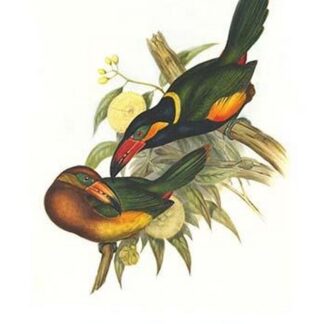 Golden Collared Toucanet by John Gould